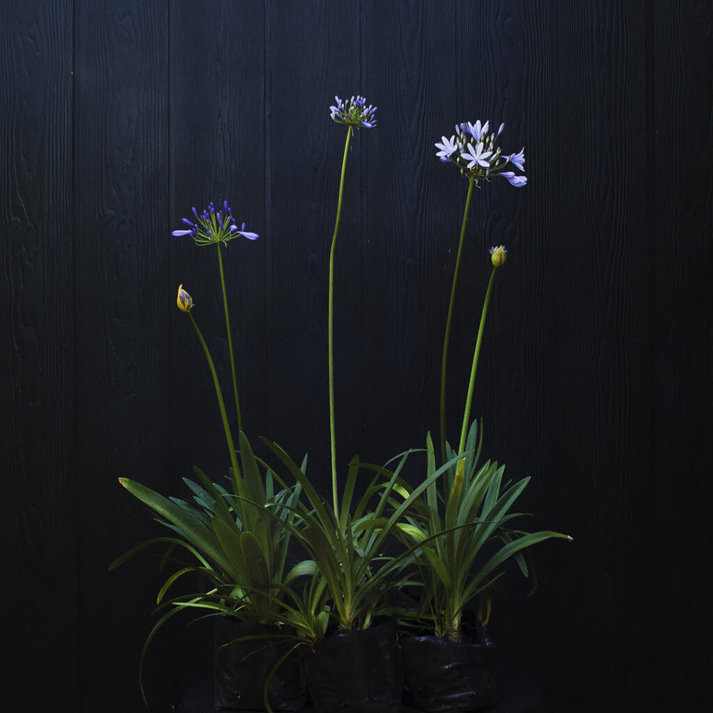 Agapantos – Vivero Los Ángeles